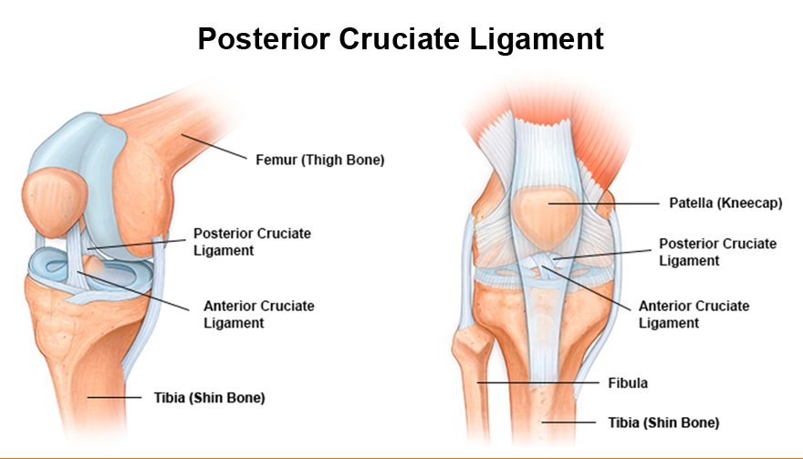 Posterior Cruciate Ligament Injury Treatment Doctor in Pune, India